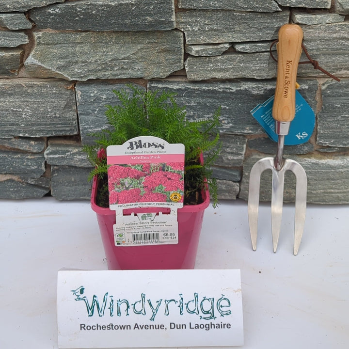 Achillea Saucy Seduction 2ltr pot