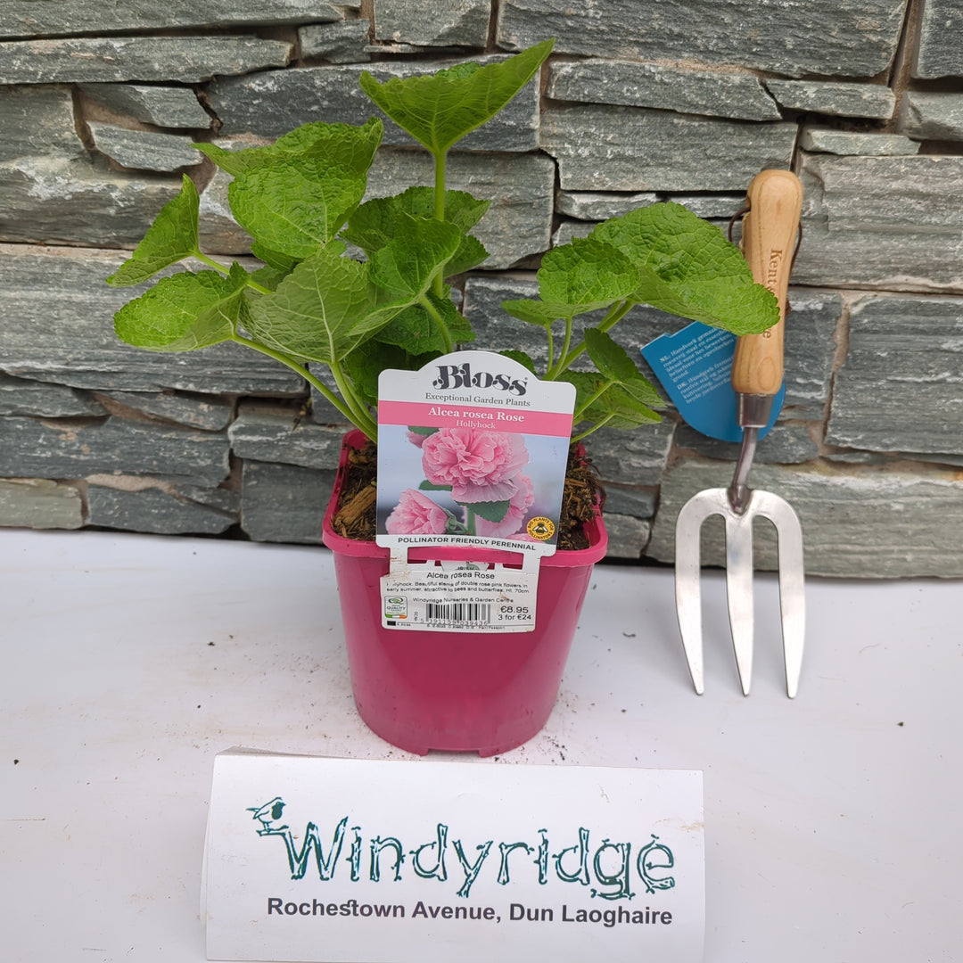 Alcea rosea Rose 2L