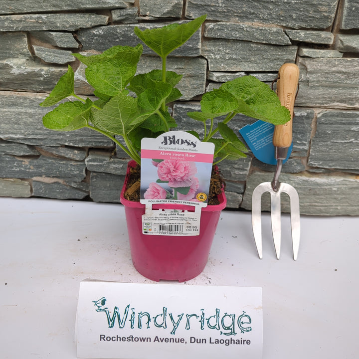 Alcea rosea Rose 2L