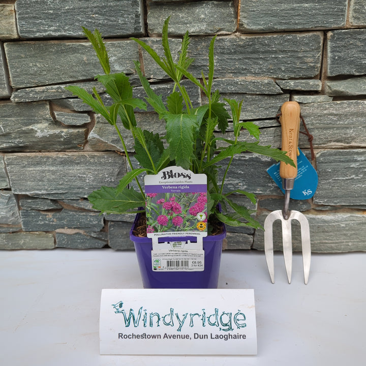Verbena rigida 2ltr pot