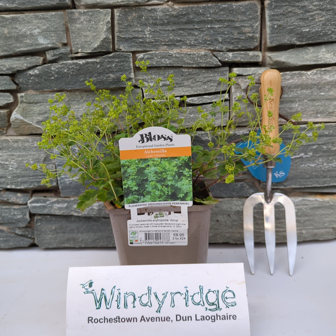 Alchemilla erytropoda Alma