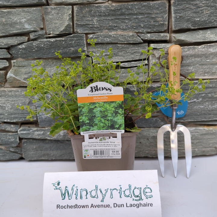 Alchemilla erytropoda Alma
