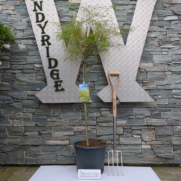 Acer pal. Koto-no-ito