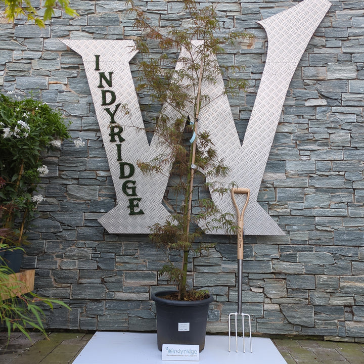 Acer pal. Atrolineare