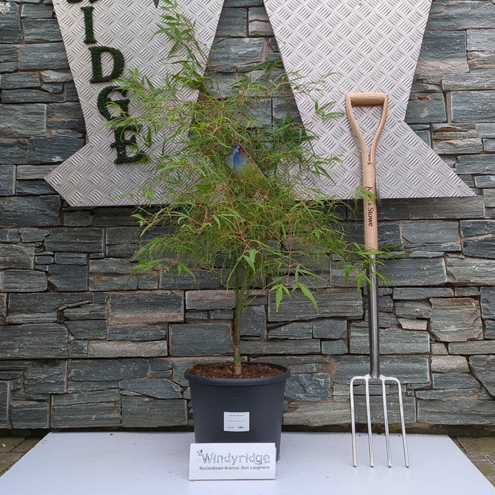 Acer pal. Koto-no-ito