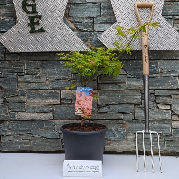 Acer shirasawanum Moonrise