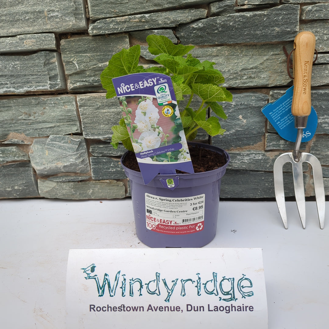 Alcea r. Spring Celebrities White