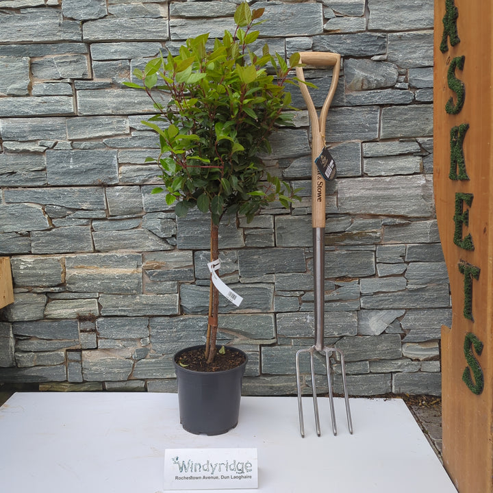 Viburnum tin. Spirit