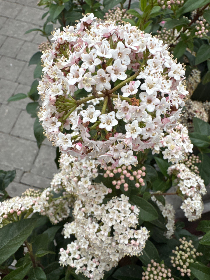 Viburnum tinus Viburnum Tinus on stem