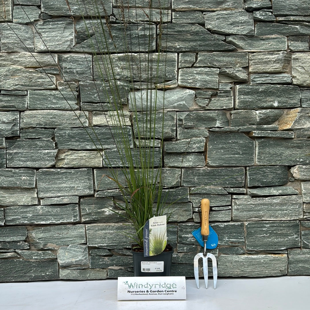 Molinia caer. Edith Dudszus 2L, square pot