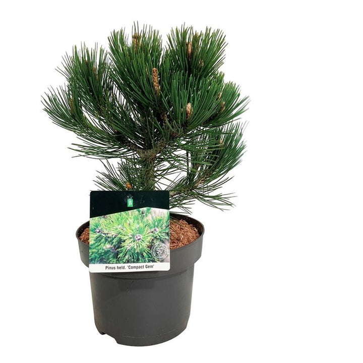 Pinus heldreichii Compact Gem  25-30 CM C5