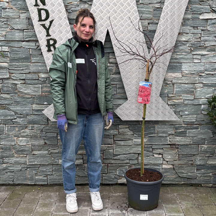 Acer pal. Garnet 90 cm st. Deco 18L.