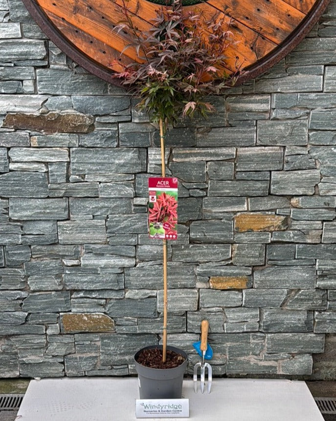 Acer palmatum Shaina  90 CM STEM C6.5