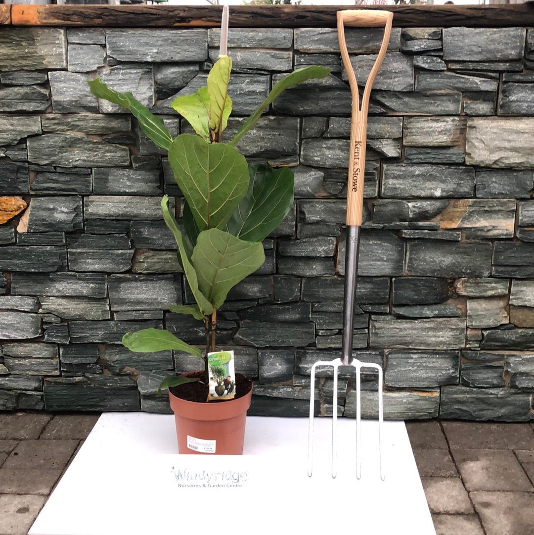 Ficus lyrata P21 100 CM