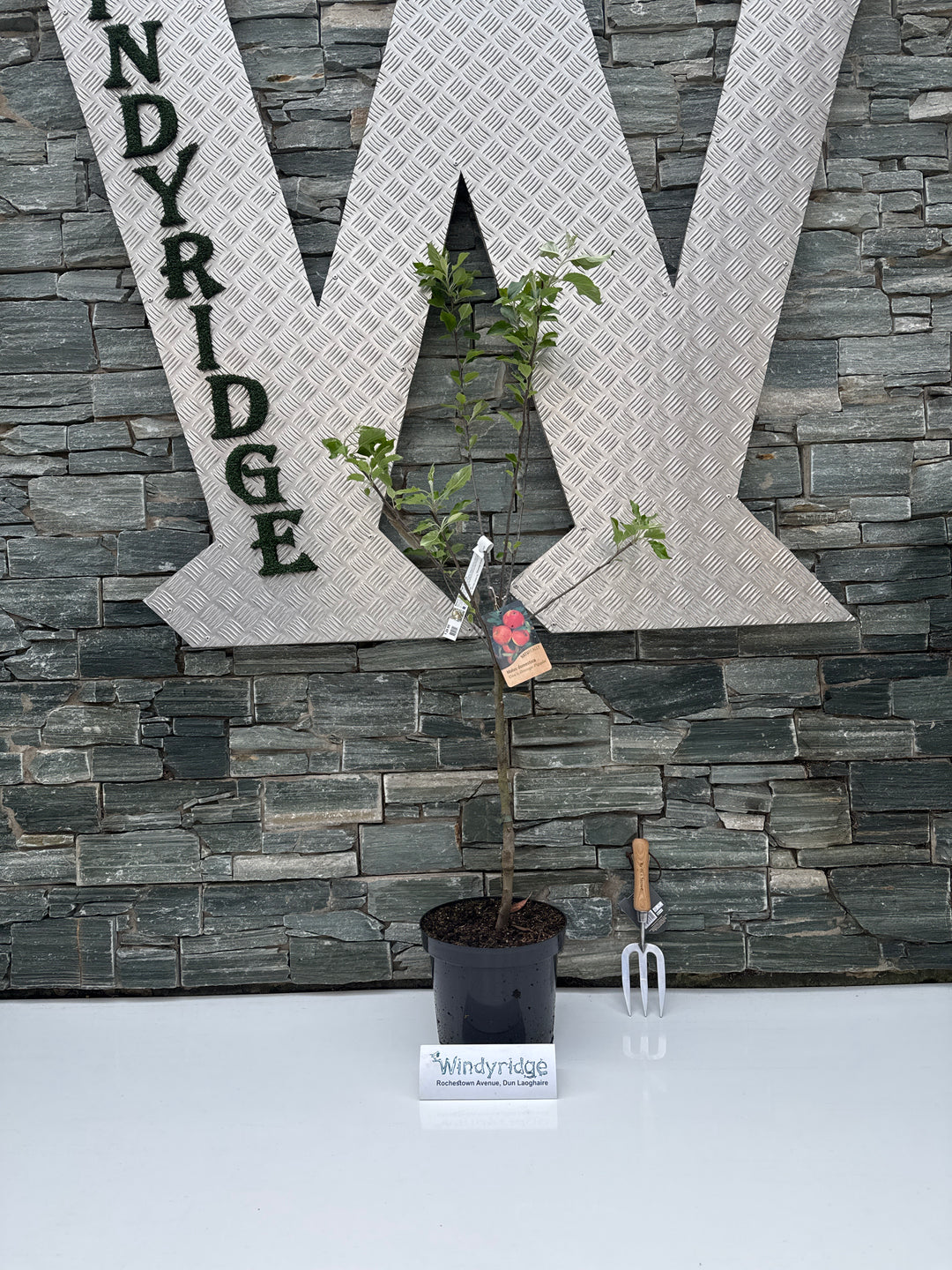 Malus d. Coxs Orange Pippin
