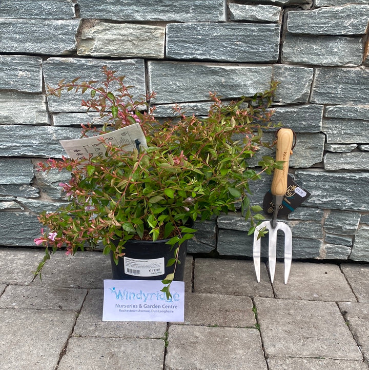 Abelia-Edward-Goucher-Potted