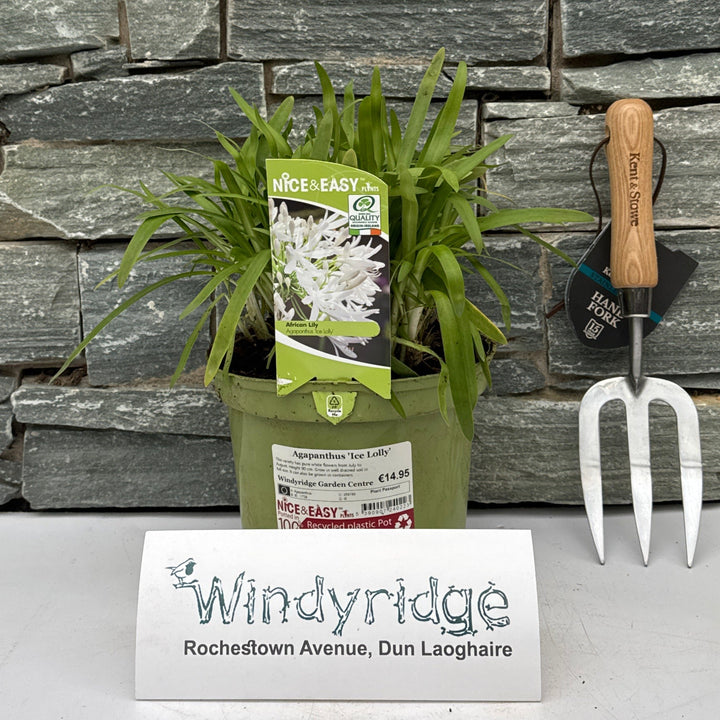 Agapanthus Ice Lolly