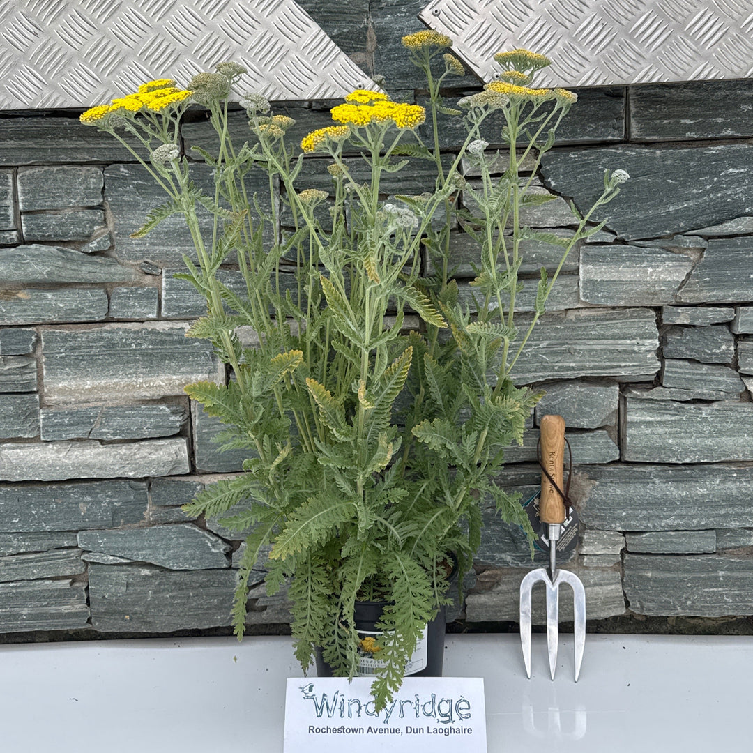 ACHILLEA Moonshine