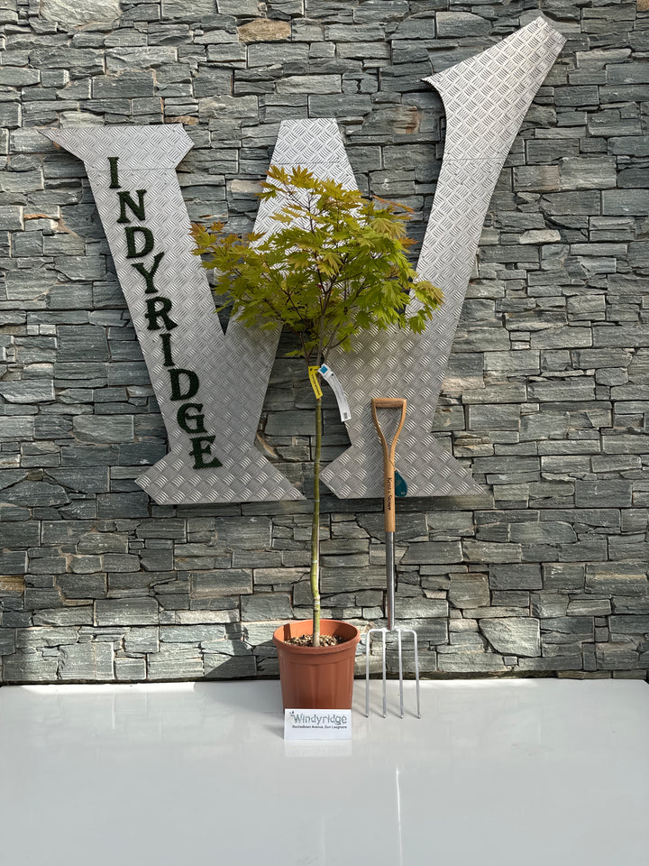 ACER SHIRASAWANUM MOONRISE CLT 15  TRONCO 90 CM   1/2 STD