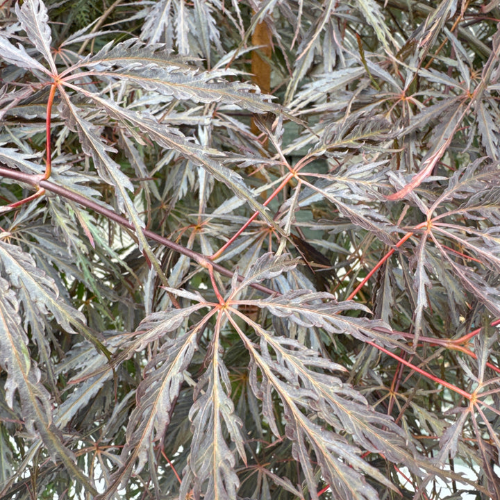 Acer palmatum Dissectum Tamukeyama
