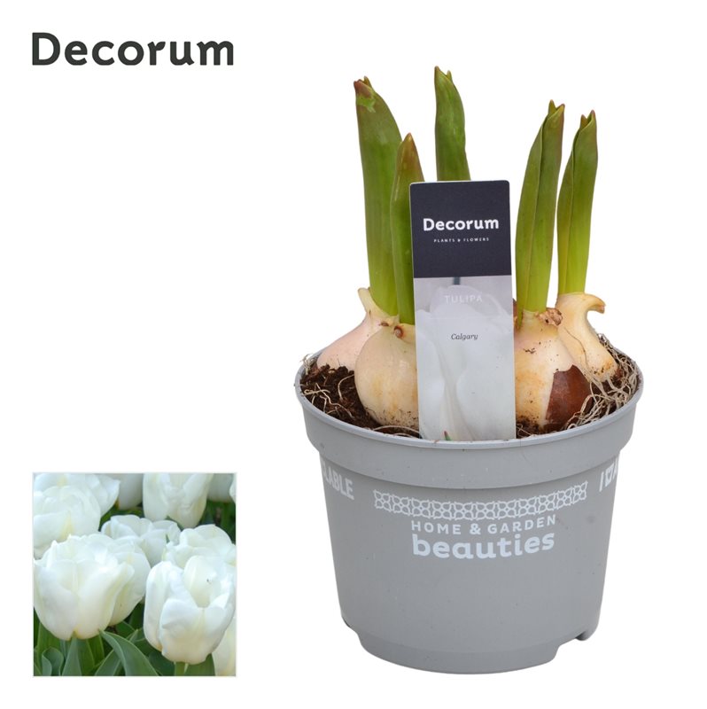 Tulipa Calgary P12