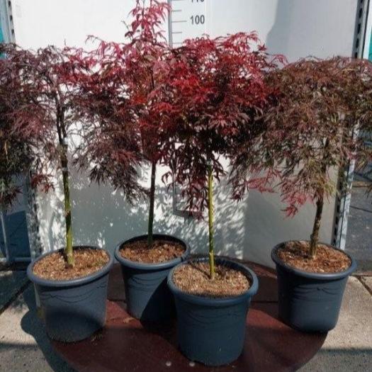 Acer mix 50 CM STEM C15