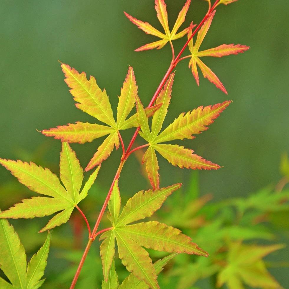Acer Sangokaku