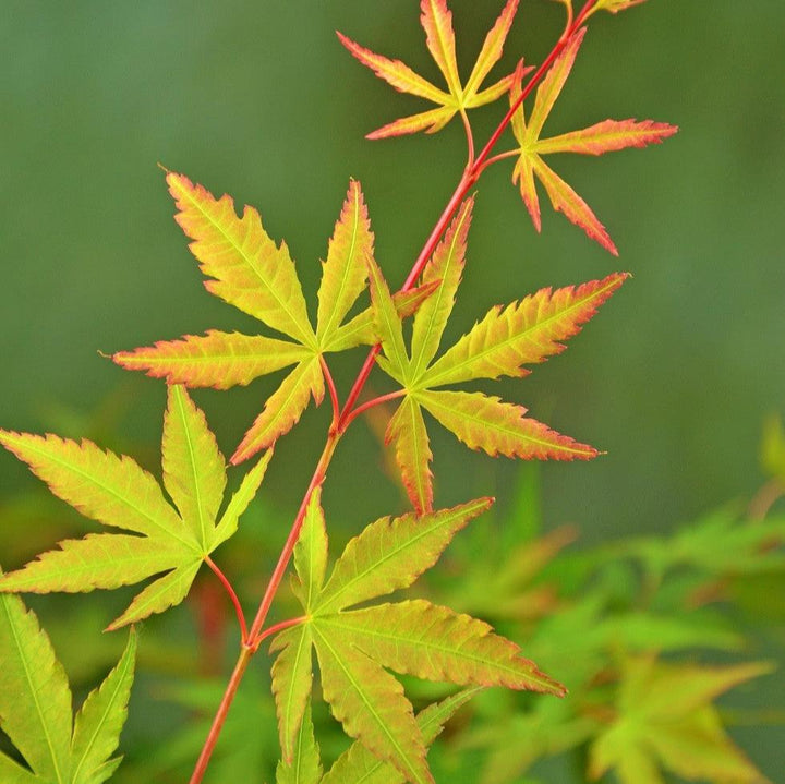 Acer Sangokaku