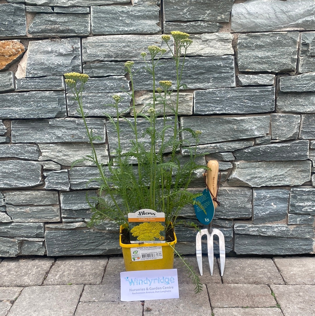 Achillea Sunny Seduction 2lt Pot
