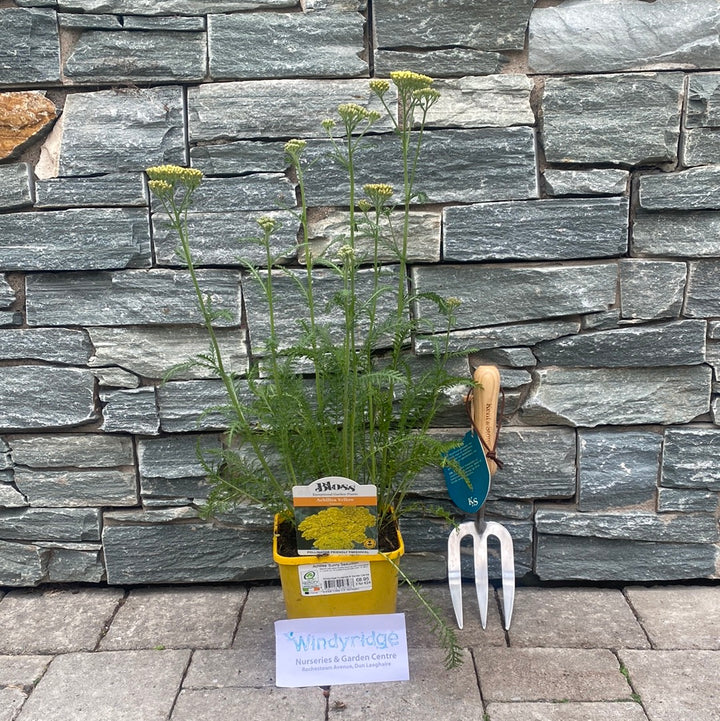 Achillea Sunny Seduction 2lt Pot