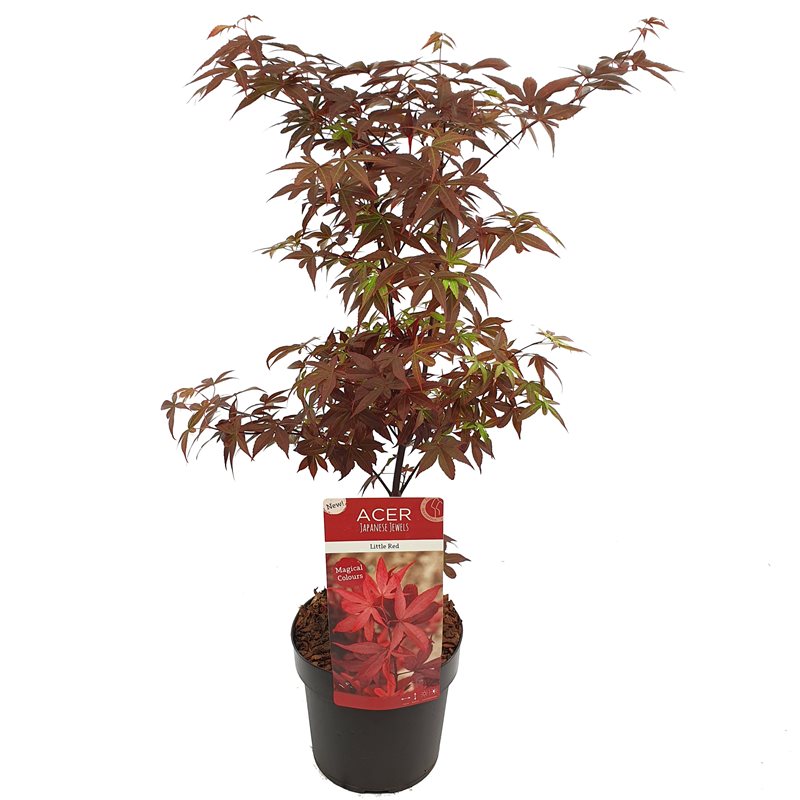 Acer palmatum Little Red  3 Ltr pot