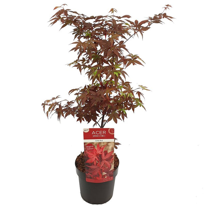 Acer palmatum Little Red  3 Ltr pot