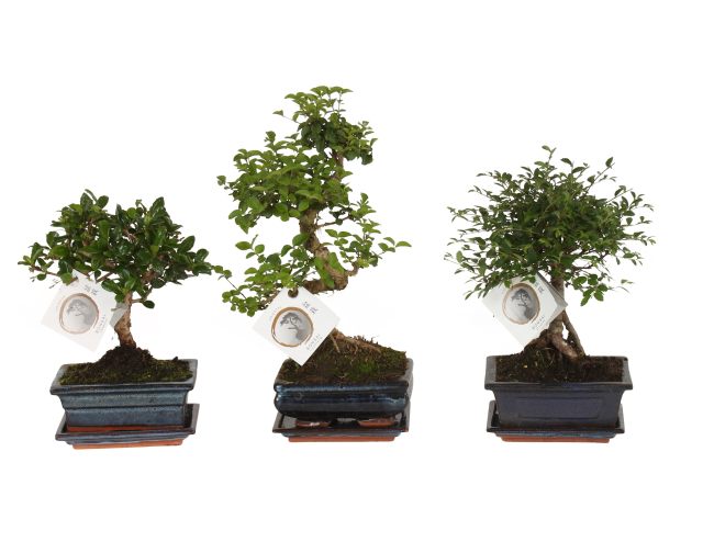Bonsai mix (nr.A1150001) P15