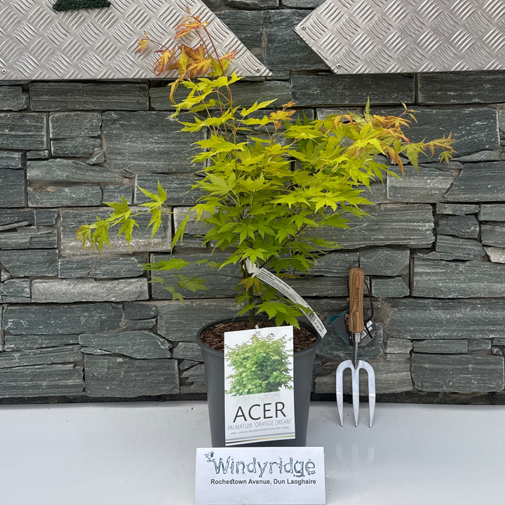 Acer palm. Orange Dream  60-80 CM C6.5