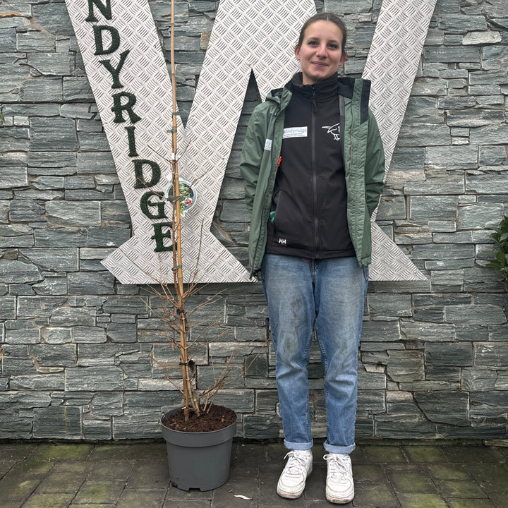 Viburnum plic. Kilimandjaro