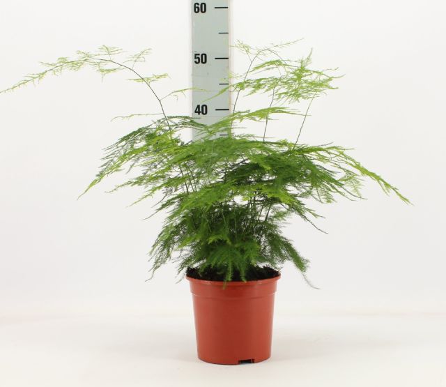 Asparagus Fern Asparagus Setaceus (15cm Pot)