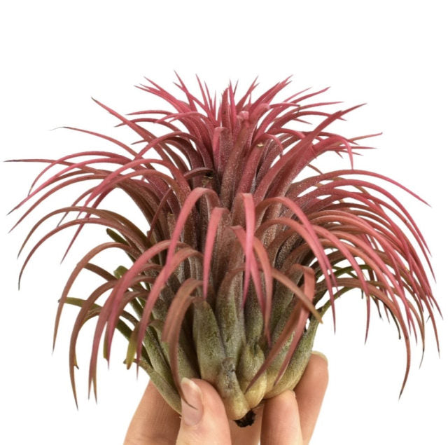 Airplants-Tillandsia-Red