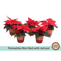 Euphorbia pulc. Christ Feel mini red in red pot
