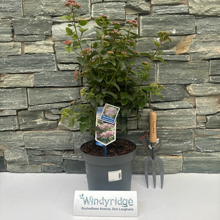 Viburnum tin. Lisarose