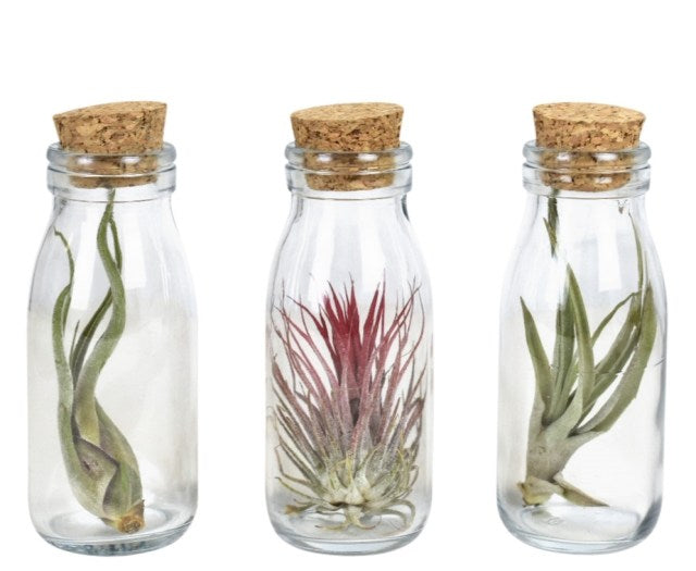 Green Bottle Tillandsia Bottle 12 cm
