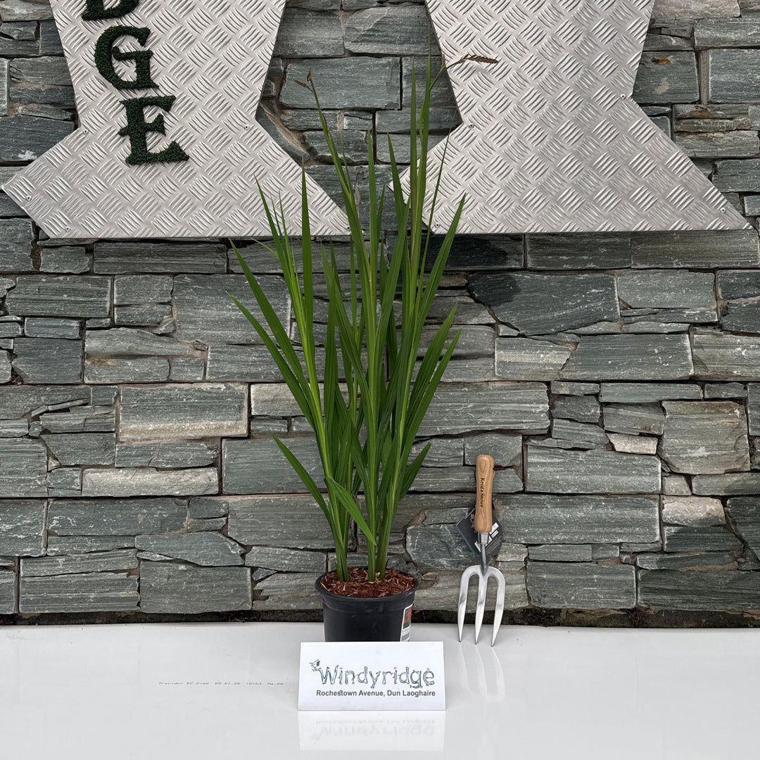CROCOSMIA Firestars Sorchio 2ltr Pot