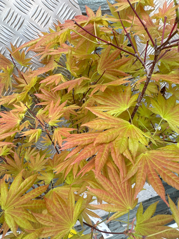 ACER SHIRASAWANUM MOONRISE CLT 15  TRONCO 90 CM   1/2 STD