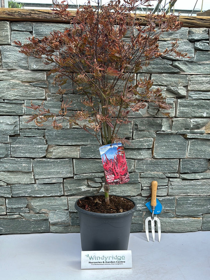 Acer pal. Pevé Dave (60-80 cm 10L)