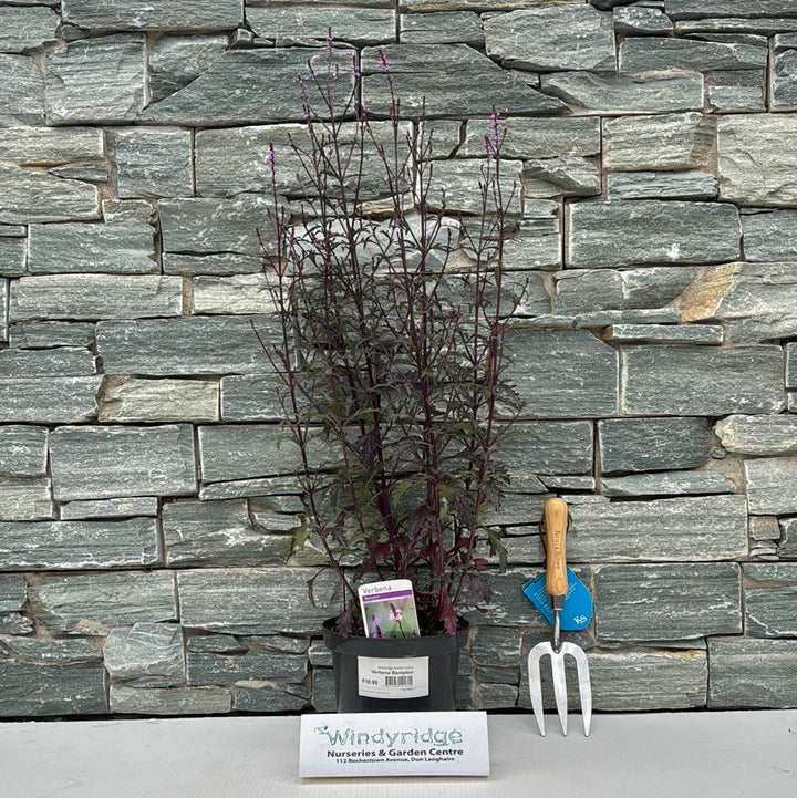 Verbena Bampton 3ltr pots