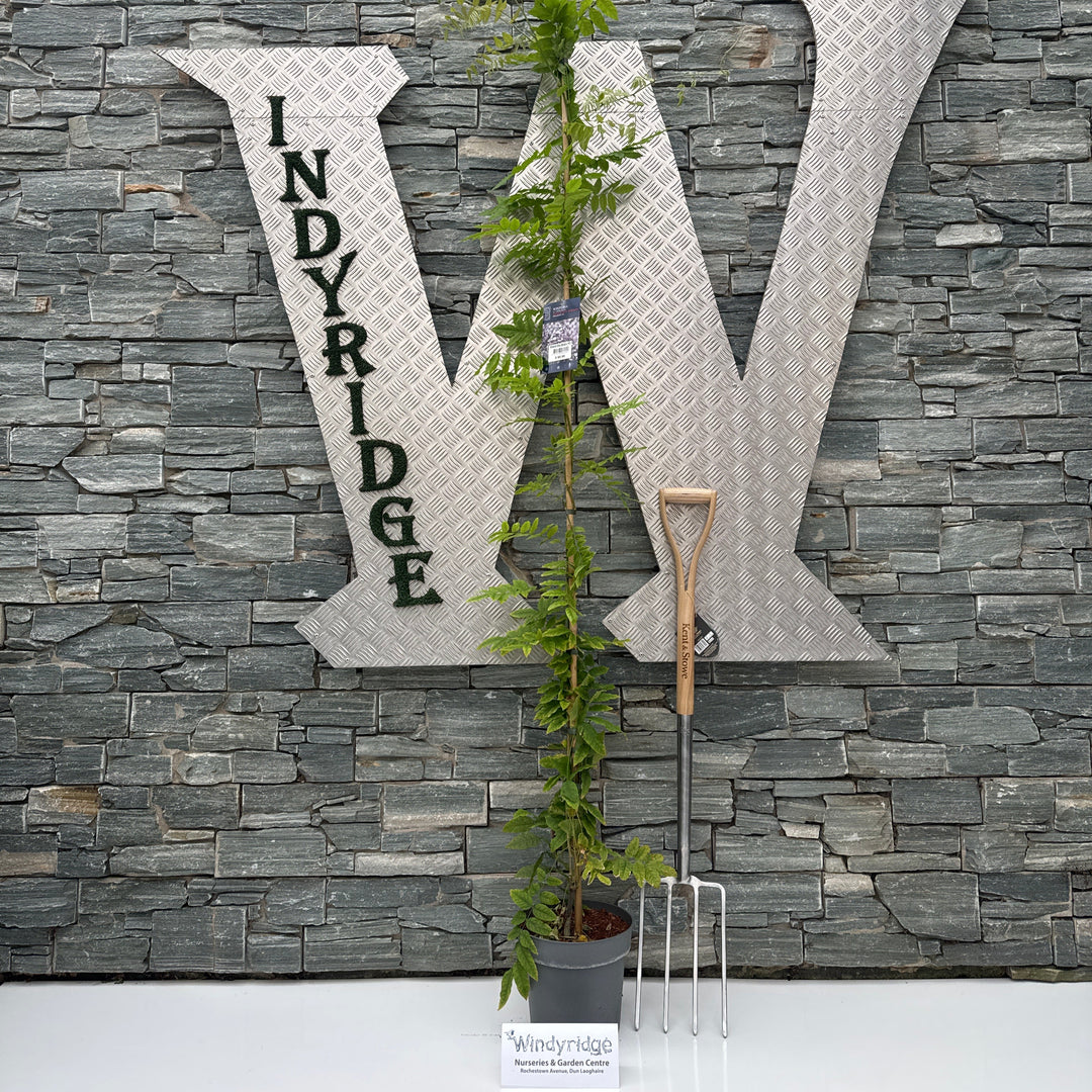 Wisteria ven. Grande Diva Barbara P25-(7-LTR) 175/200CM