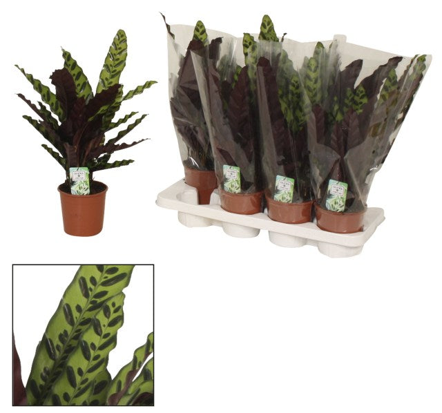 Calathea insignis P14