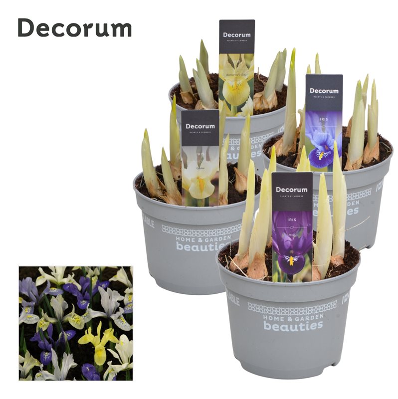 Iris decorum mix