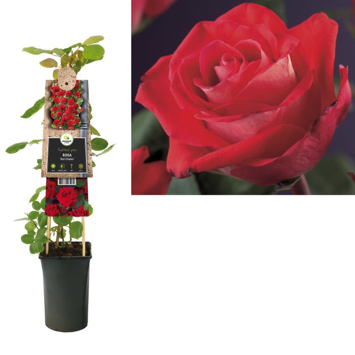 Rosa (K) Red Climber  S-pot(2,25 L)