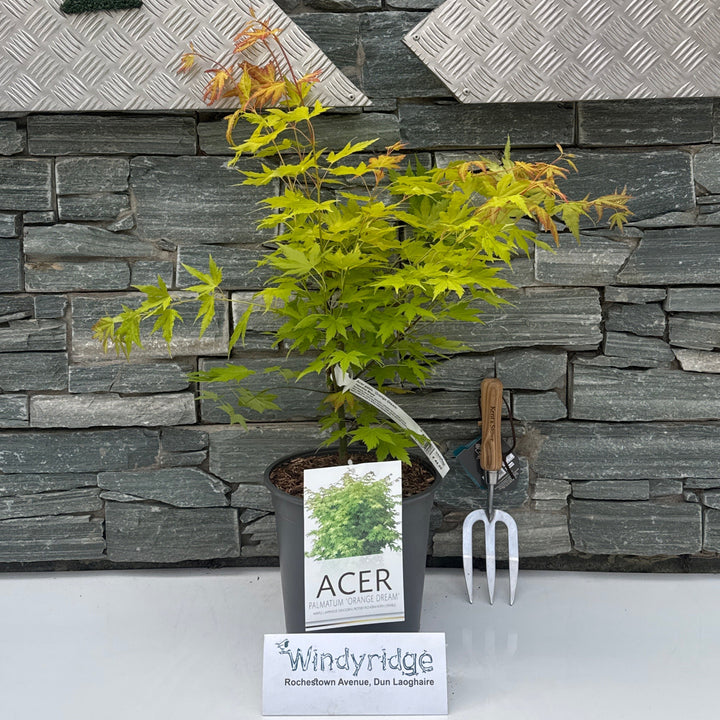 Acer palm. Orange Dream  60-80 CM C6.5