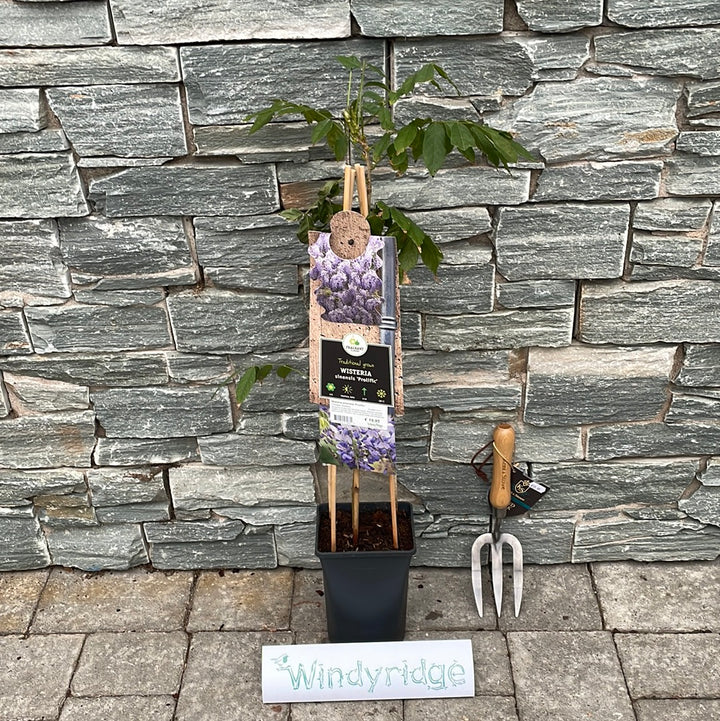 Wisteria sinensis Prolific  S-pot(2,25 L)